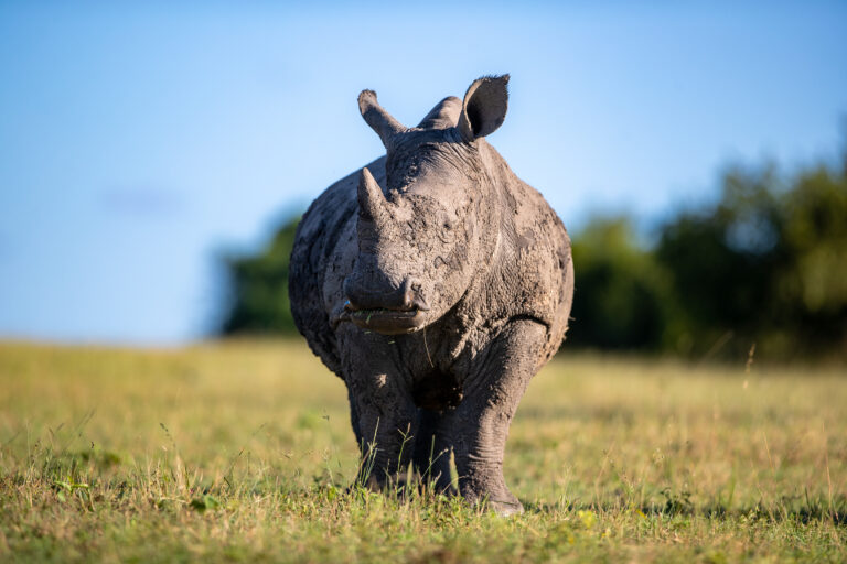 Londolozi Wildlife Reserve,South Africa,A  White rhinoceros,Ceratotherium simum, grazes on short grass and looks up