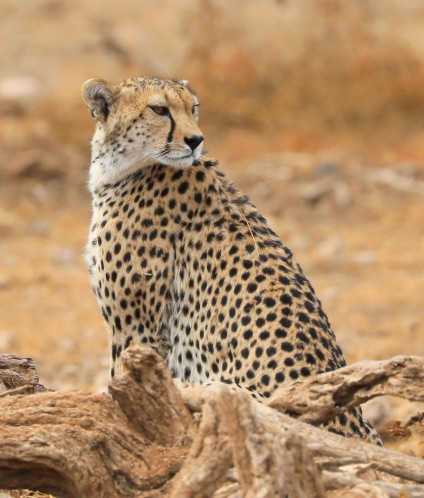 IMG 20231004 WA0012 Custom