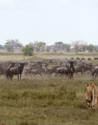 lioness and herd of wildebeest at the serengeti na 2024 09 27 05 39 08 utc Custom