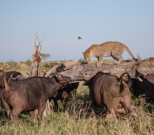 a leopard panthera pardus walks across a log whi 2025 04 05 05 02 49 utc Custom