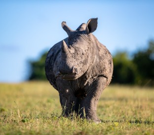 a white rhinoceros ceratotherium simum grazes on 2025 04 03 08 02 25 utc Custom