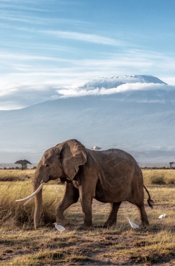 african elephant walking past mount kilimanjaro 2024 09 19 15 05 51 utc Custom