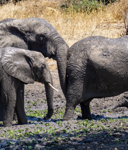 elephant 7505765 Custom