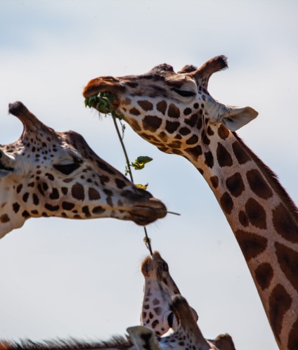 giraffe 4366005 Custom