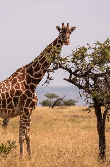giraffe grazing by a tree in the middle of the afr 2025 02 02 13 50 10 utc Custom 1