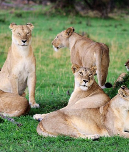 lion_family Custom 1