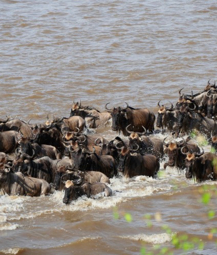 mara river 5730663 Custom