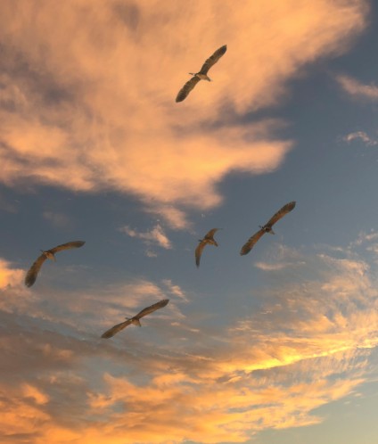 migratory birds 7242608 Custom