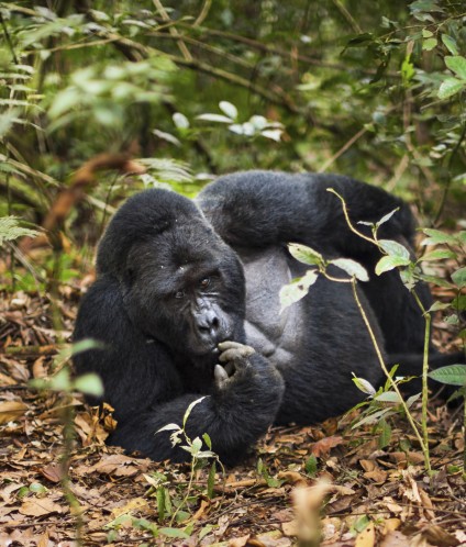 mountain gorilla volcanoes national park rwanda 2025 04 05 04 45 46 utc Custom 1