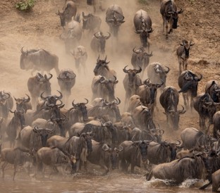 the-great-migration-in-africa-2025-03-07-01-19-10-utc (Custom)