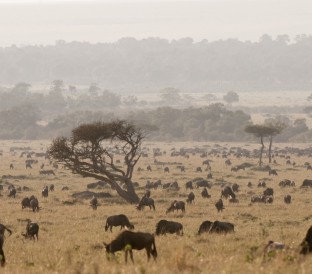 wildebeest connochaetes taurinus masai mara ke 2025 04 05 05 59 29 utc Custom