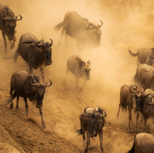 a beautiful tanzania wildlife picture of world 2025 02 20 00 18 00 utc Custom