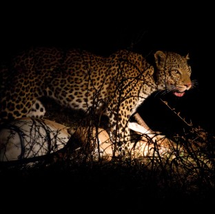 leopard with fresh kill 2024 11 03 04 46 51 utc Custom