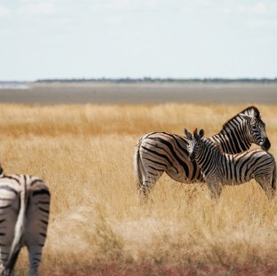 zebras in the wildlife at daytime 2025 03 18 19 40 04 utc Custom