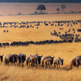 a beautiful tanzania wildlife place in the world 2025 02 20 00 18 04 utc Custom