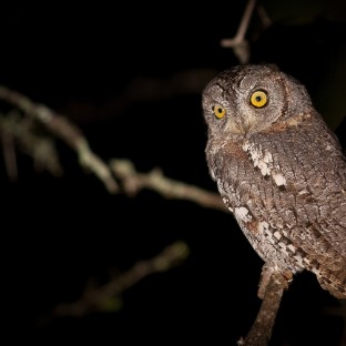 a scops owl otus scops at night perched on bran 2025 04 05 08 03 57 utc Custom