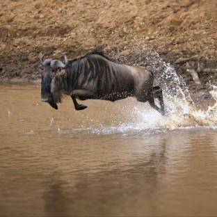 blue wildebeest brindled gnu connochaetes taurin 2025 02 09 21 01 41 utc Custom