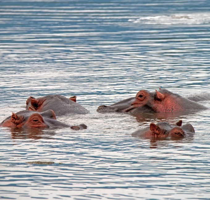 close hippos or hippopotamus amphibius in water 2024 10 18 02 35 07 utc Custom 1