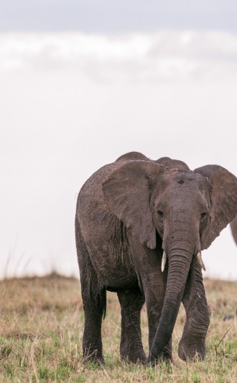 elephants wildlife animals big five in kenya east 2024 10 18 21 07 35 utc Custom 1