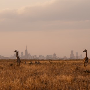 giraffe standing in yellow field against city skyl 2024 11 29 23 31 38 utc Custom