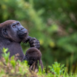 gorilla with baby in lush greenery 2025 02 10 07 16 32 utc Custom