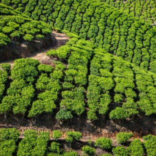 green tea plantations in munnar kerala india 2024 10 18 07 05 53 utc Custom