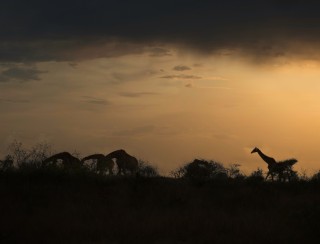 herd of african giraffes 2024 12 05 09 06 48 utc Custom Custom