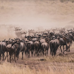 large herd of wild blue wildebeests during the gra 2025 02 11 21 13 07 utc Custom 1