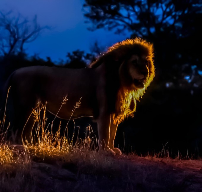 majestic lion standing proudly atop a vibrant ver 2025 02 11 23 52 16 utc Custom Custom