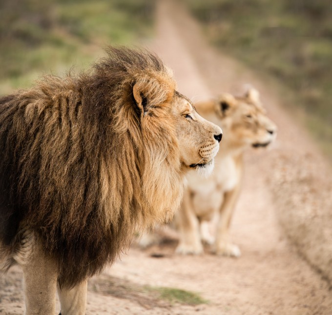 majestic male african lion king of the jungle mi 2025 02 06 04 46 44 utc Custom