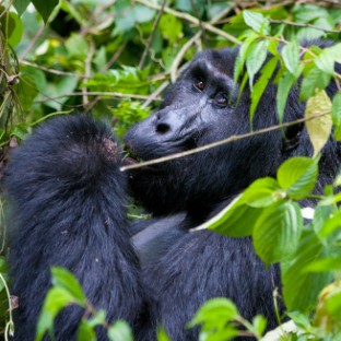 one of the most endangered animals a great silver 2025 10 11 12 07 17 utc Custom