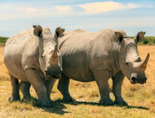 rhinos walking together in botswana s national pa 2024 12 05 23 05 16 utc Custom