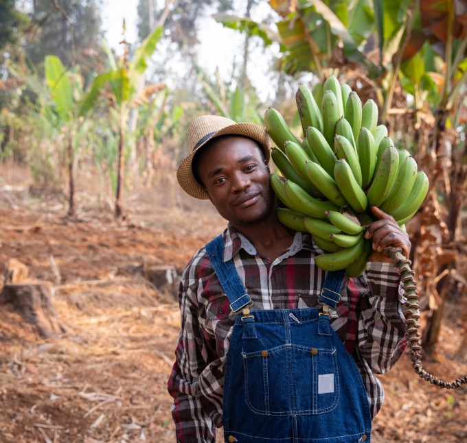 young african farmer on his plantain plantation ha 2025 03 06 05 18 22 utc Custom
