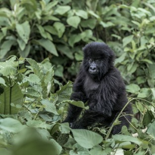 young mountain gorilla in the virunga national par 2024 09 26 22 39 57 utc Custom