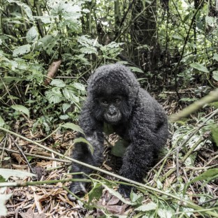 young mountain gorilla in the virunga national par 2024 09 27 10 54 58 utc 1 Custom