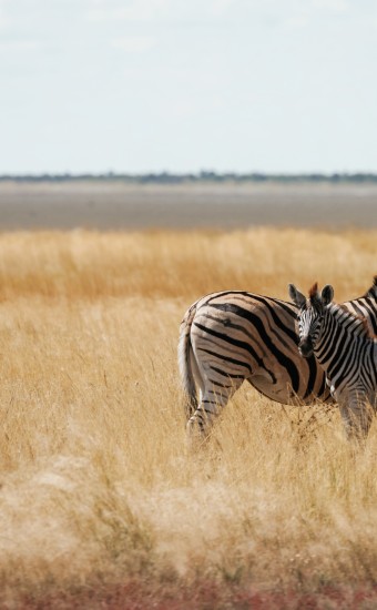 zebras in the wildlife at daytime 2025 03 18 19 40 04 utc Custom 1