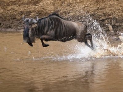 blue-wildebeest-brindled-gnu-connochaetes-taurin-2025-02-09-21-01-41-utc (Custom)