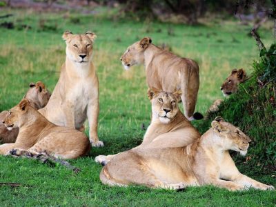 lion_family (Custom)