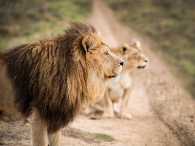 Majestic male African lion king of the jungle - Mighty wild animal of South Africa in nature