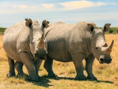 rhinos-walking-together-in-botswana-s-national-pa-2024-12-05-23-05-16-utc (Custom)