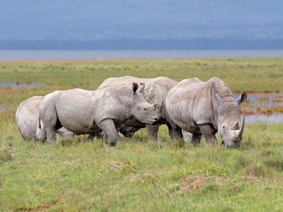 White rhinoceros (Ceratotherium simum) in open grassland, Lake Nakuru National Park, Kenya