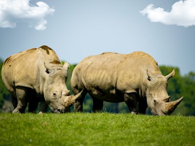 white-rhinos-grazing-on-a-green-meadow-2025-02-09-03-04-47-utc (Custom) (1)